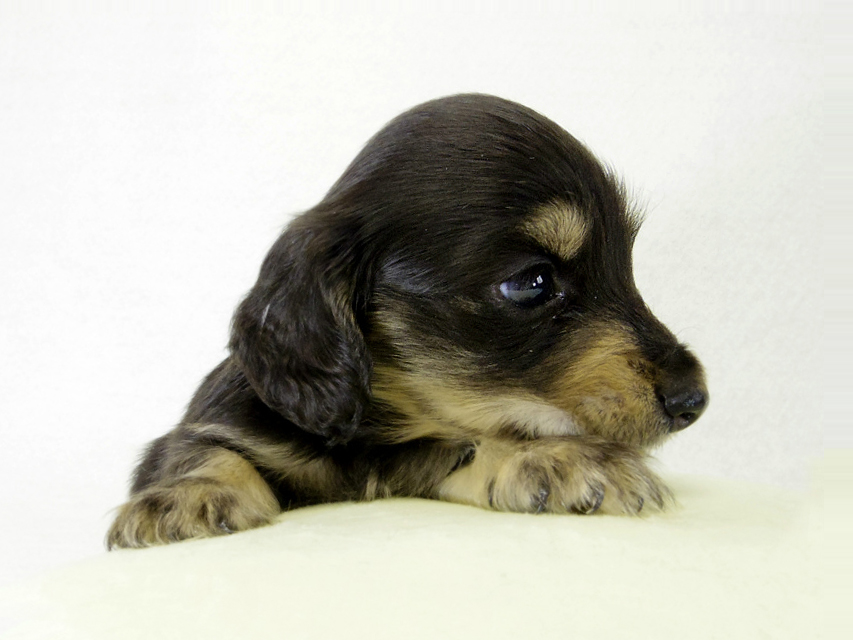 カニンヘンダックス　子犬　ブラッククリーム男の子