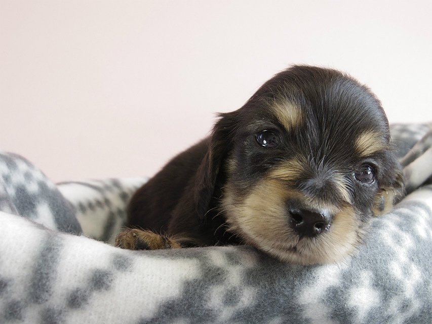 カニヘン　子犬　ブラクリ　男の子