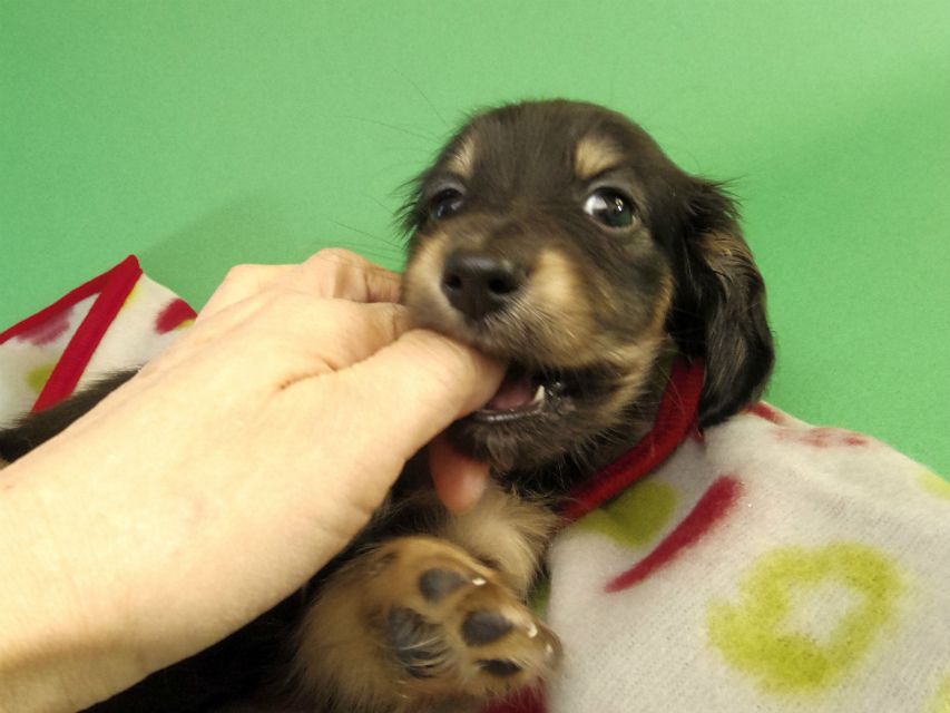 カニンヘン ダックスフンド ブラッククリーム男の子