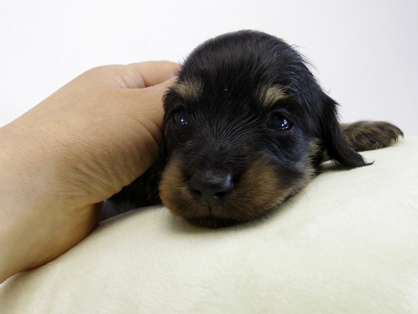 カニンヘン ダックスフンド 子犬 ブラッククリーム 男の子 カニンヘン ダックスフンド 子犬 ブラッククリーム 男の子