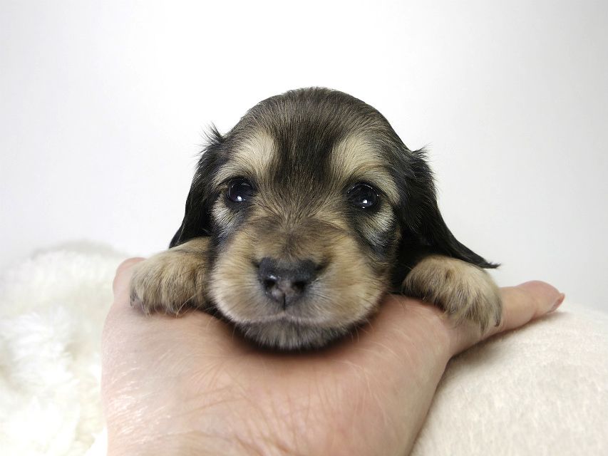 カニンヘン ダックスフンド 子犬 シェーデットクリーム 女の子 カニンヘン ダックスフンド 子犬 シェーデットクリーム 女の子