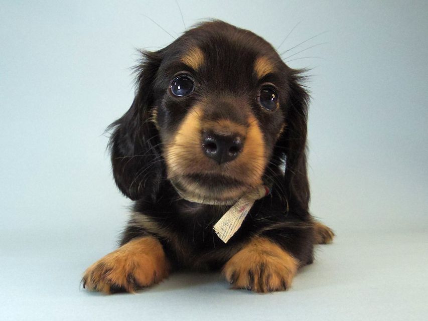 カニンヘン ダックスフンド ハナビ & オスカルの赤ちゃん 7/17生まれ ブラッククリーム 女の子095 カニンヘン ダックスフンド ハナビ & オスカルの赤ちゃん 7/17生まれ ブラッククリーム 女の子