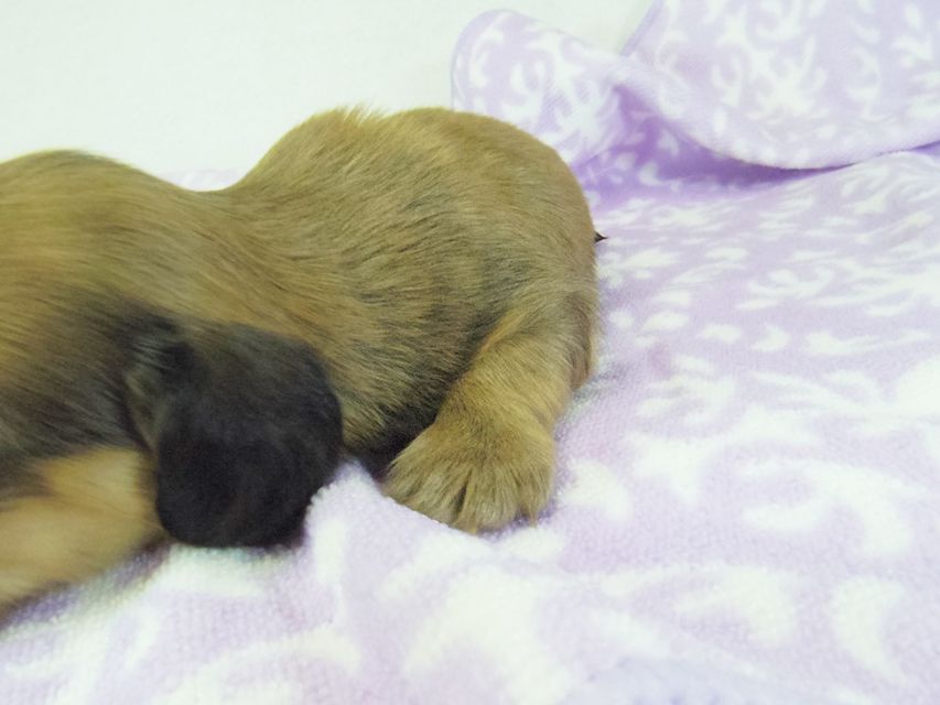 ダックスフンド アンジュ & ジムダンディーの子犬 シェーデットクリーム 女の子②095 ダックスフンド アンジュ & ジムダンディーの子犬 シェーデットクリーム 女の子②