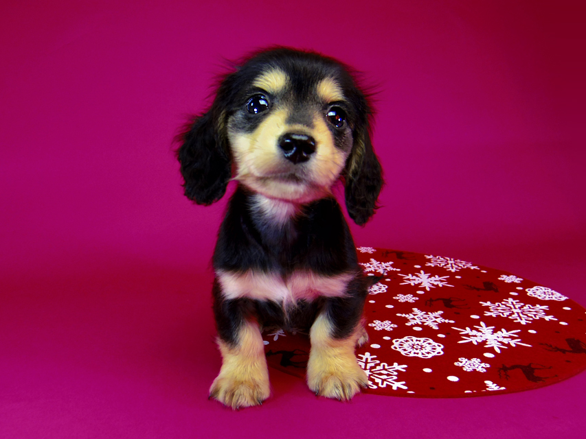 ダックスフンド SHELLY.mi & オスカルの子犬 ブラッククリーム 女の子②095 ダックスフンド SHELLY.mi & オスカルの子犬 ブラッククリーム 女の子②
