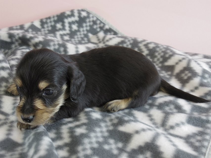 カニヘン　子犬　ブラクリ　男の子