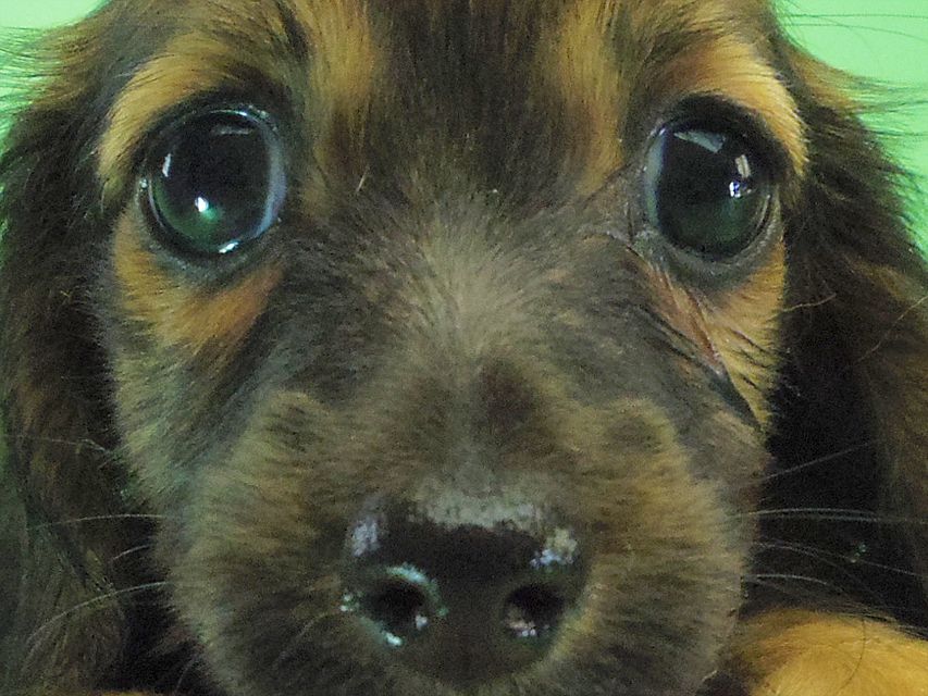 カニンヘン ダックスフンド アンジュ & ジムダンディの赤ちゃん