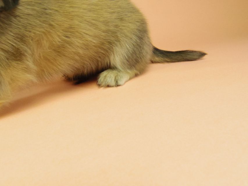 ダックスフンド カニンヘン グリム & オスカルの赤ちゃん