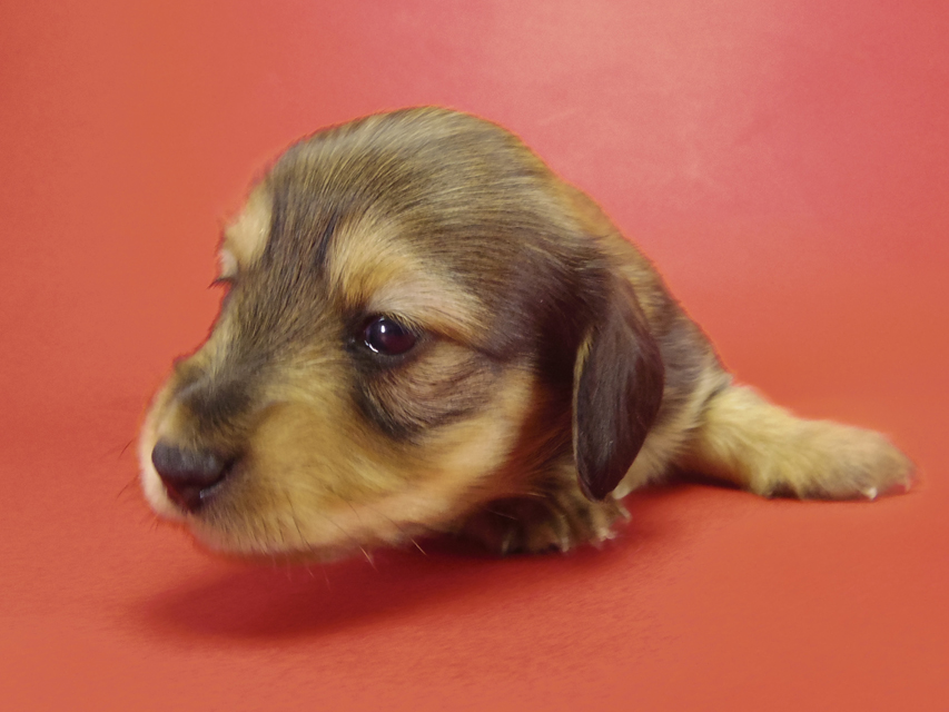 カニンヘン ダックスフンド ティアラの赤ちゃん カニンヘン ダックスフンド ティアラの赤ちゃん