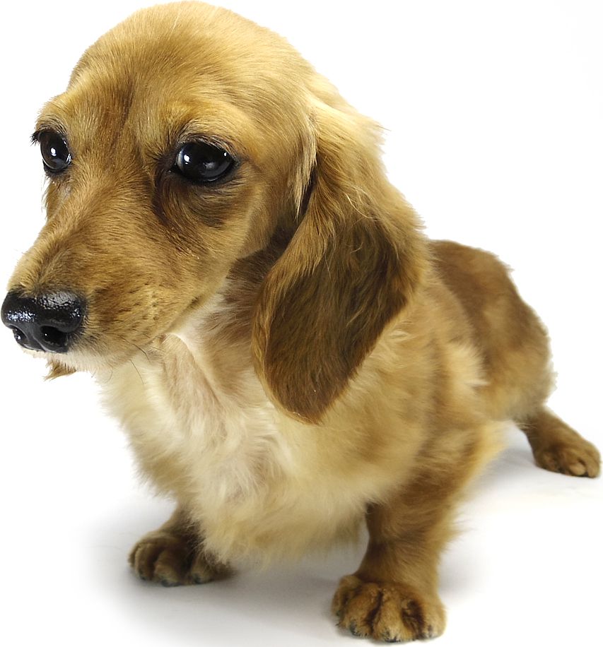 ゴールディGOLDILOCKS 英国RALINESとオーストラリアGRAEDONの姫