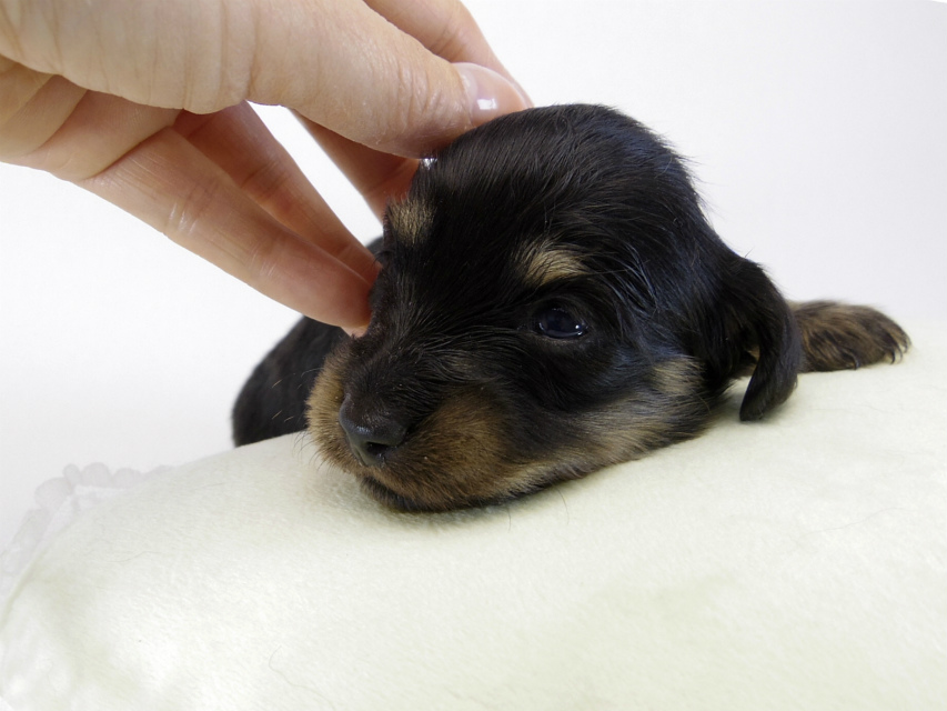 カニンヘン ダックスフンド 子犬 ブラッククリーム 男の子 カニンヘン ダックスフンド 子犬 ブラッククリーム 男の子