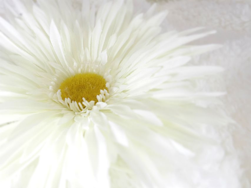 カニンヘン ダックスフンド 子犬 シェーデットクリーム 女の子 カニンヘン ダックスフンド 子犬 シェーデットクリーム 女の子