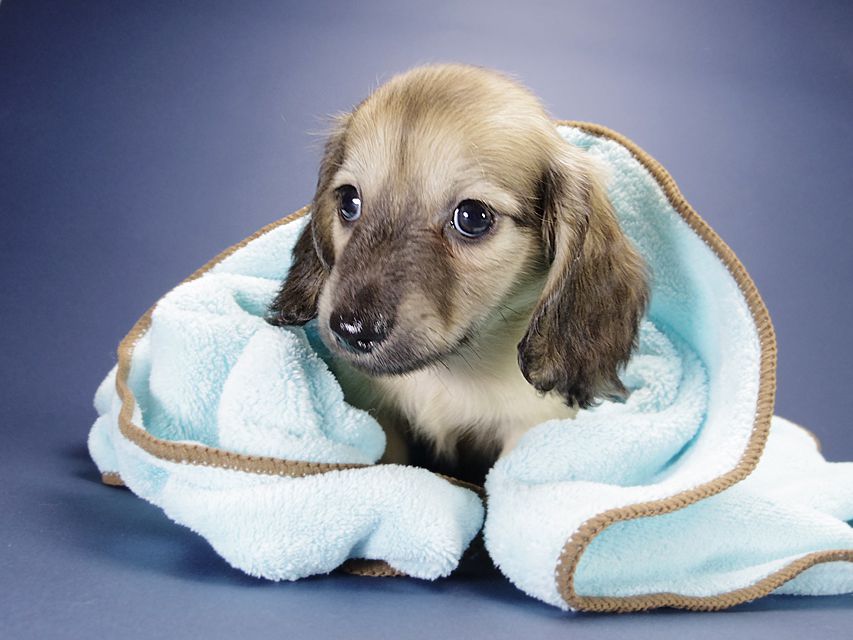 カニンヘン ダックスフンド シェリー.Tiとクッキーの赤ちゃん シェーデットクリーム 男の子2