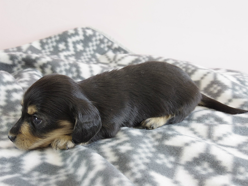 カニヘン　子犬　ブラクリ　男の子