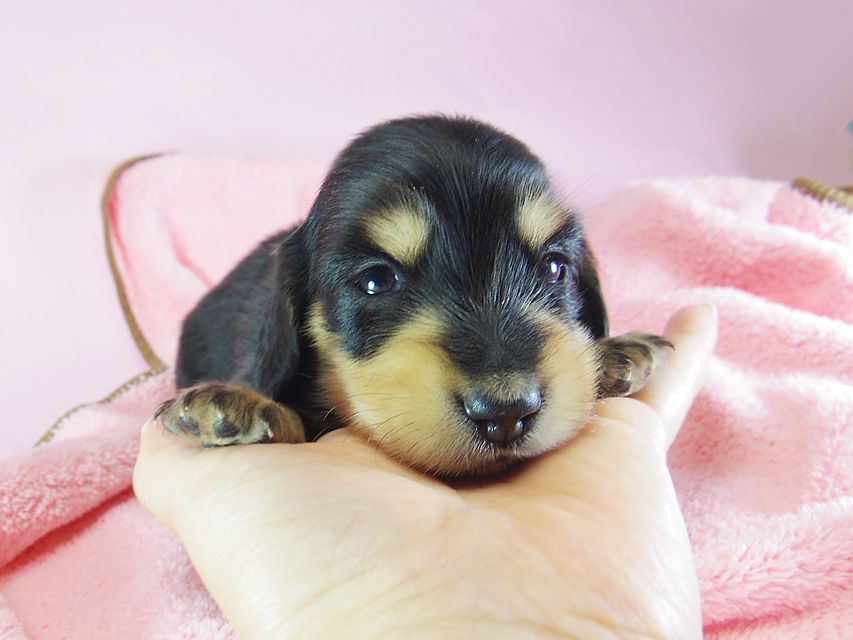 ダックスフンド ローラ.mi & アレックス ブラッククリーム 女の子② お写真初登場