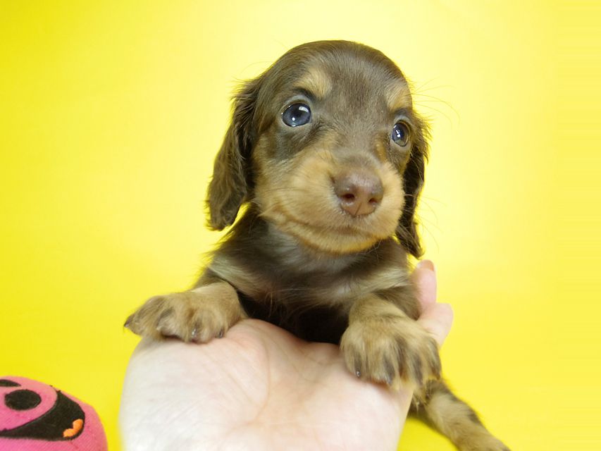 ダックスフンド ピノ & アレックスの赤ちゃん チョコタン 女の子①097 ダックスフンド ピノ & アレックスの赤ちゃん チョコタン 女の子①