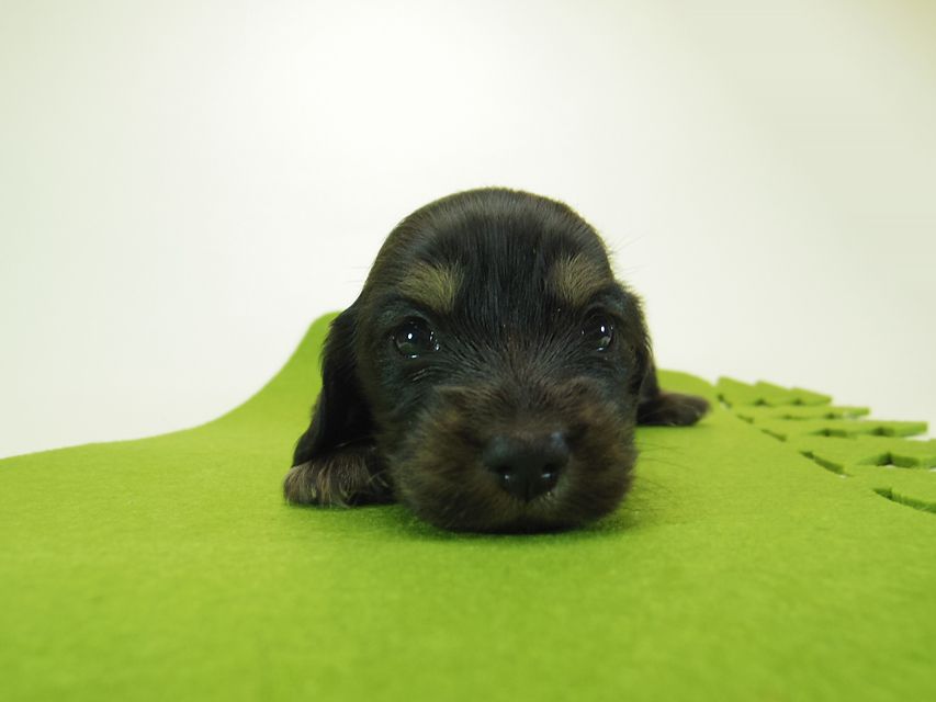 ダックスフンド ミニチュアダックス リールー & ジムダンディの子犬 ブラッククリーム 女の子 お写真初登場097 ダックスフンド ミニチュアダックス リールー & ジムダンディの子犬 ブラッククリーム 女の子 お写真初登場