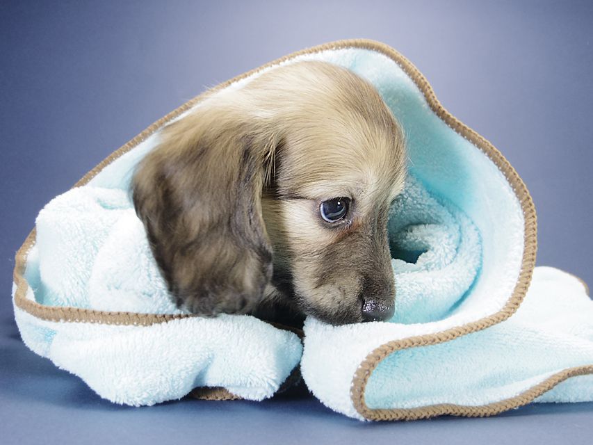 カニンヘン ダックスフンド シェリー.Tiとクッキーの赤ちゃん シェーデットクリーム 男の子2