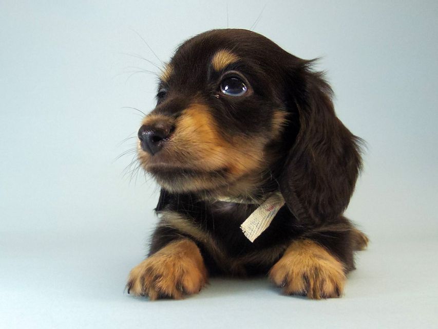 カニンヘン ダックスフンド ハナビ & オスカルの赤ちゃん 7/17生まれ ブラッククリーム 女の子098 カニンヘン ダックスフンド ハナビ & オスカルの赤ちゃん 7/17生まれ ブラッククリーム 女の子