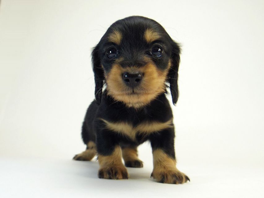 カニンヘン ダックスフンド すもも.ky & オスカルの赤ちゃん