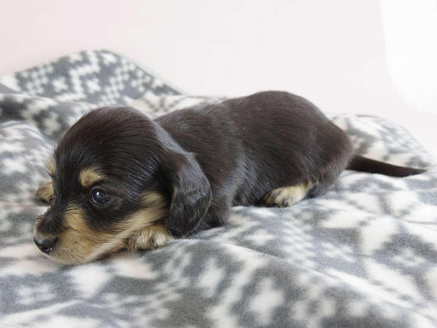 カニヘン　子犬　ブラクリ　男の子