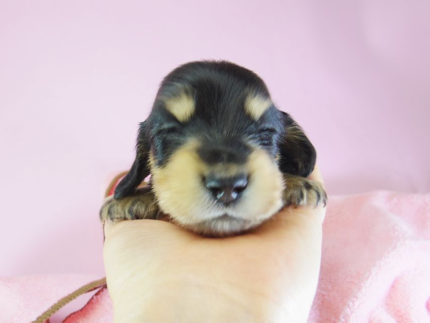 ダックスフンド ローラ.mi & アレックス ブラッククリーム 女の子② お写真初登場