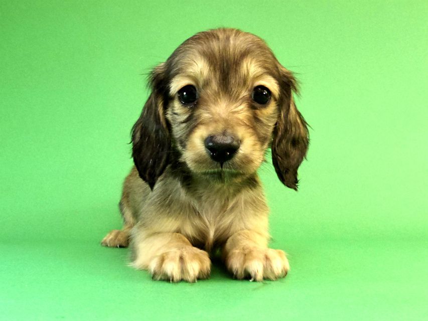 カニンヘン ダックスフンド シェーデットクリーム男の子