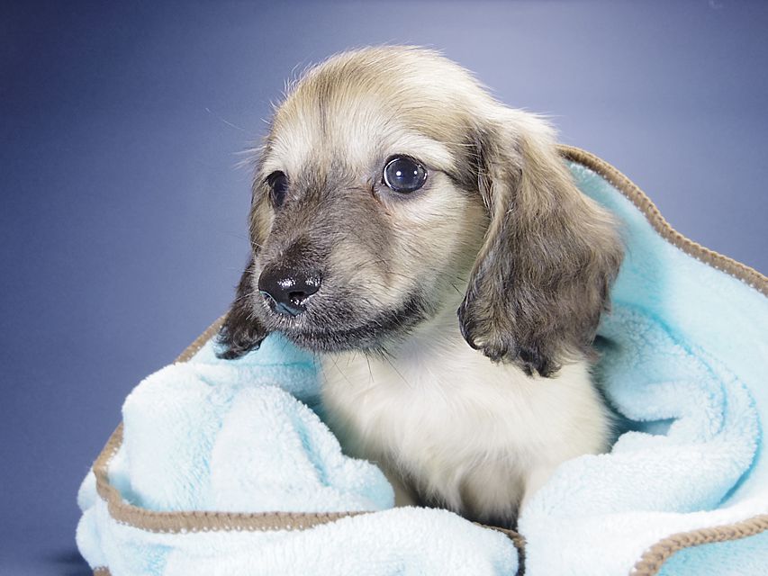 カニンヘン ダックスフンド シェリー.Tiとクッキーの赤ちゃん シェーデットクリーム 男の子2