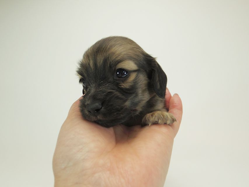 ダックスフンド カニンヘン シャーロット.cs & ジムダンディの子犬 シェーデットクリーム 男の子 お写真初登場2 ダックスフンド カニンヘン シャーロット.cs & ジムダンディの子犬 シェーデットクリーム 男の子 お写真初登場