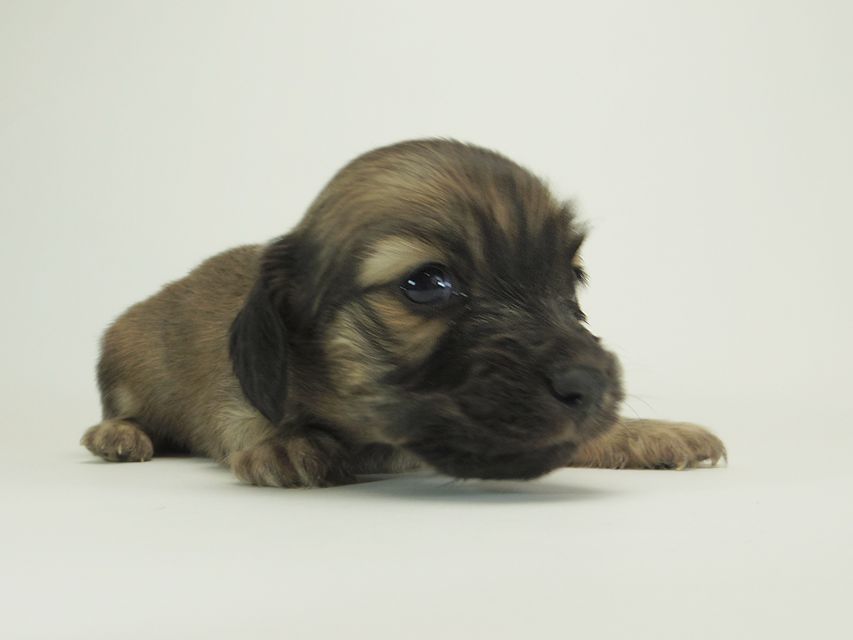 ダックスフンド カニンヘン シャーロット.cs & ジムダンディの子犬 シェーデットクリーム 男の子 お写真初登場5 ダックスフンド カニンヘン シャーロット.cs & ジムダンディの子犬 シェーデットクリーム 男の子 お写真初登場