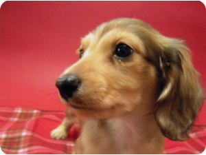 カニヘン 子犬 シェーデットクリーム 男の子 カニヘン 子犬 シェーデットクリーム 男の子