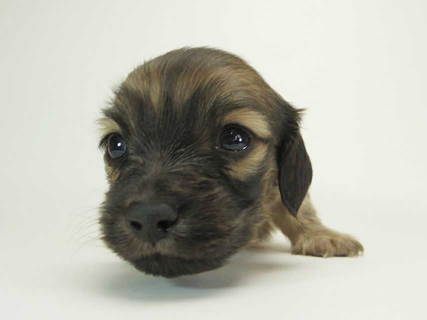 ダックスフンド カニンヘン シャーロット.cs & ジムダンディの子犬 シェーデットクリーム 男の子 お写真初登場14 ダックスフンド カニンヘン シャーロット.cs & ジムダンディの子犬 シェーデットクリーム 男の子 お写真初登場