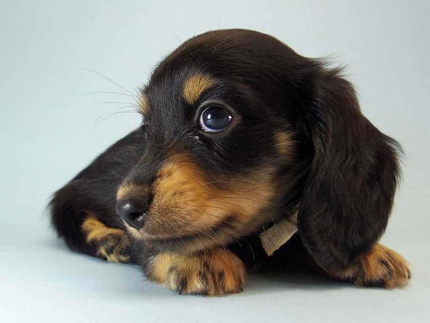 カニンヘン ダックスフンド ハナビ & オスカルの赤ちゃん 7/17生まれ ブラッククリーム 女の子100 カニンヘン ダックスフンド ハナビ & オスカルの赤ちゃん 7/17生まれ ブラッククリーム 女の子