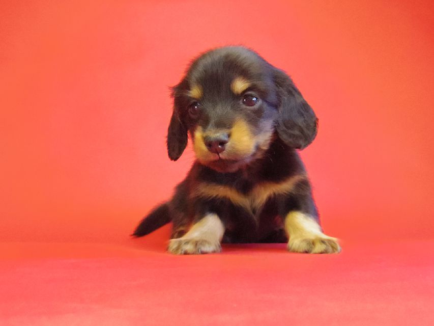 ダックスフンド 黒豆の子 ブラックタン男の子