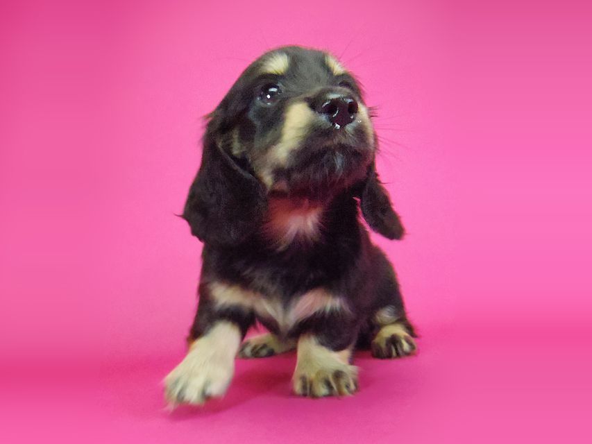 ダックスフンド わかば & 武蔵の子犬 ブラッククリーム 女の子