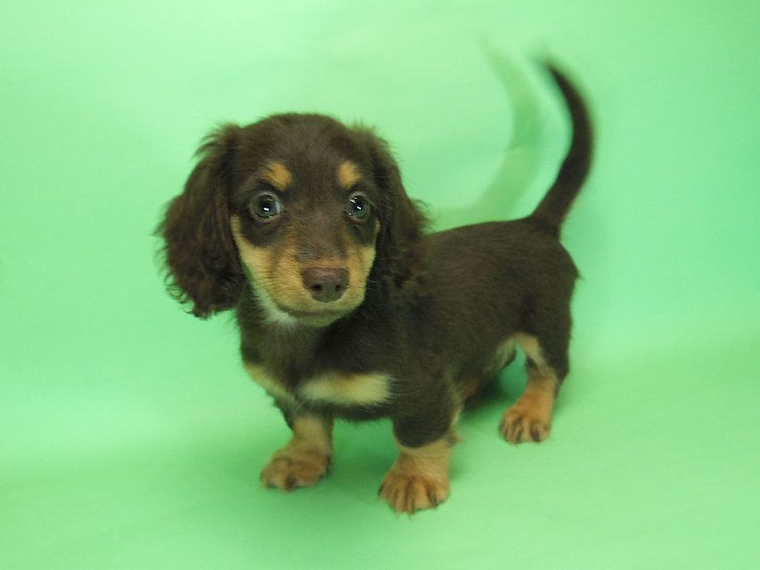 ダックスフンド ピノ & アレックスの子犬 チョコタン 男の子