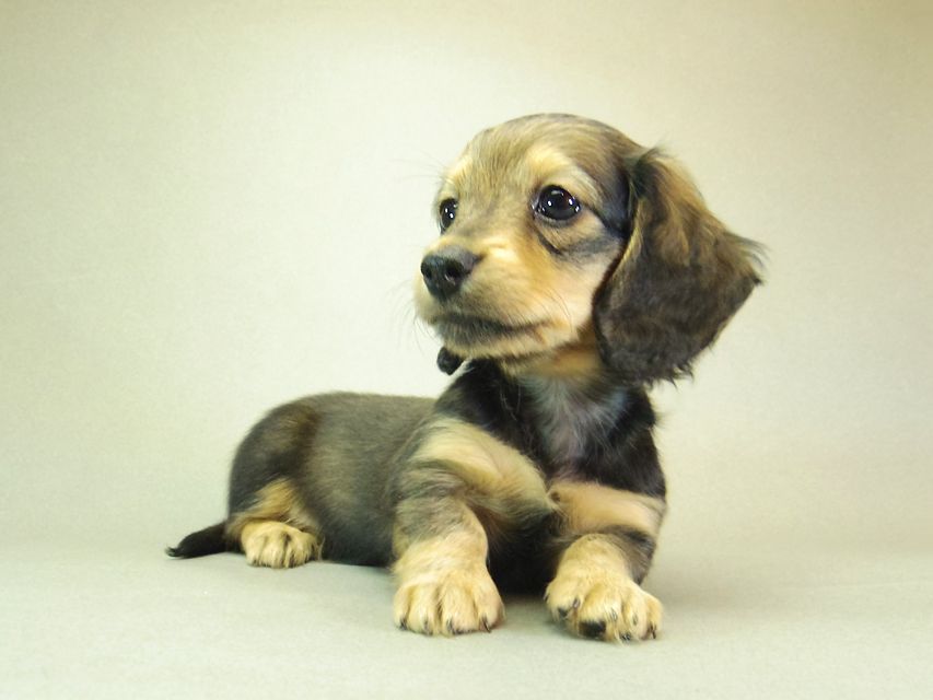 ダックスフンド クレア & ジムダンディの子犬 シェーデットクリーム 女の子