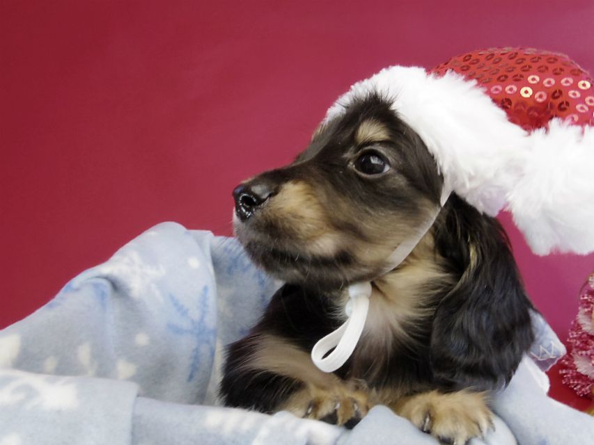 カニヘン ダックスフンド 子犬 ブラッククリーム男の子