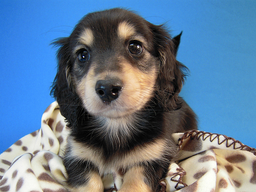 カニヘン　子犬　ブラタン男の子