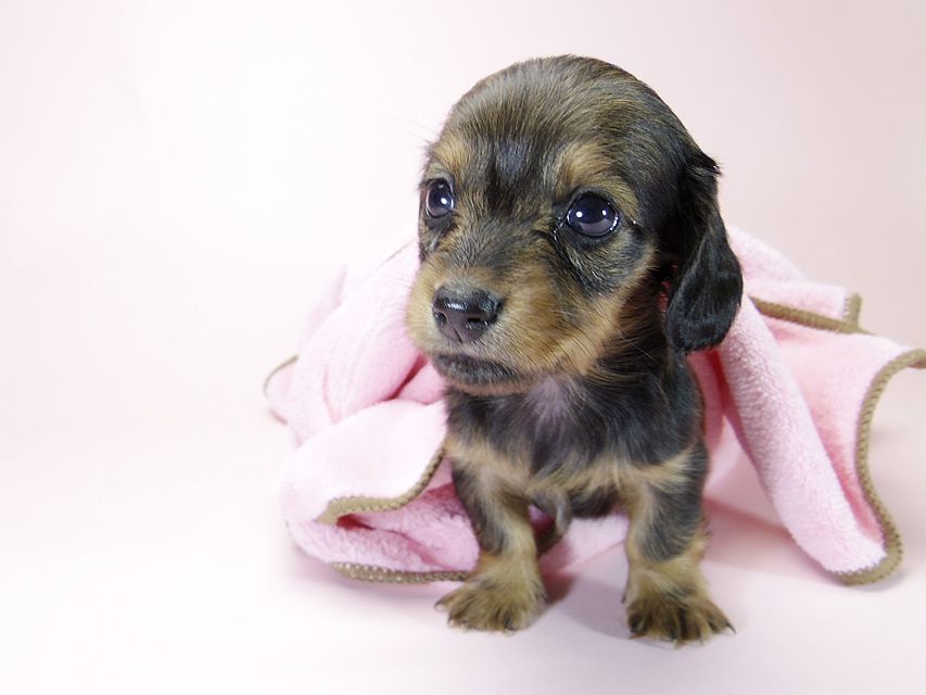 カニンヘン ダックスフンド 子犬 シェーデットレッド 女の子