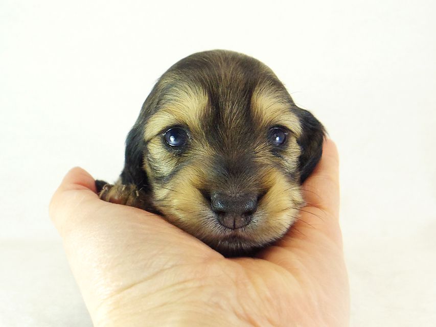 ダックスフンド カニンヘン ティアラ & オスカルの子犬 シェーデットクリーム 女の子
