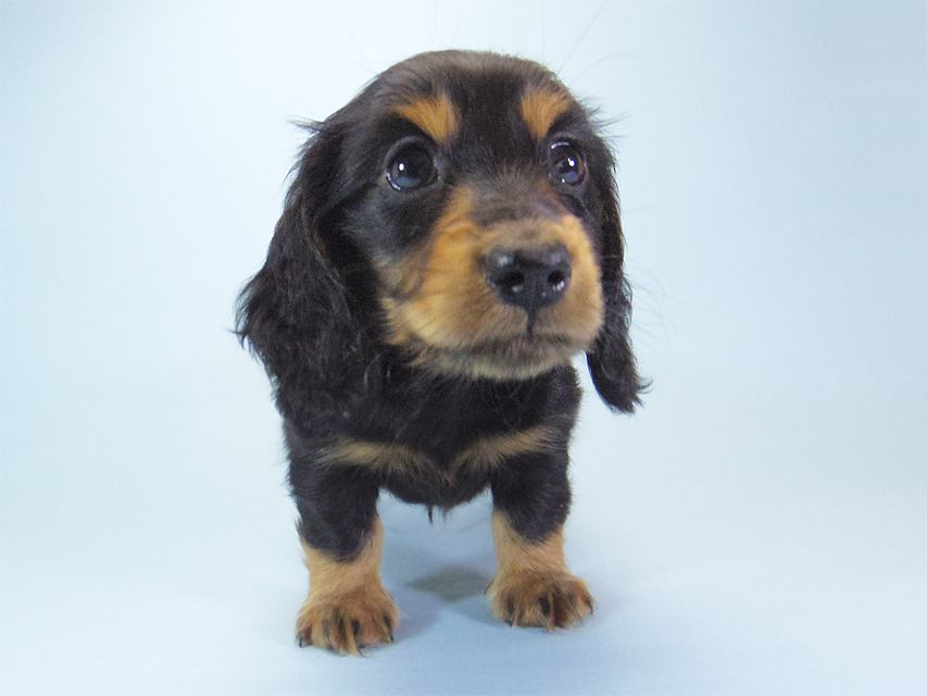 ダックスフンド キュリ & ミントの子犬 ブラックタン 男の子