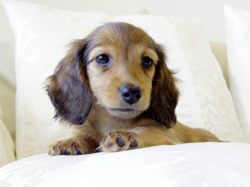 カニンヘン ダックスフンド シェーデットレット　男の子