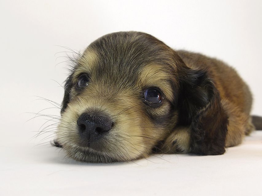 カニンヘン ダックスフンド クレア & オスカルの赤ちゃん シェーデットクリーム 男の子102 カニンヘン ダックスフンド クレア & オスカルの赤ちゃん シェーデットクリーム 男の子