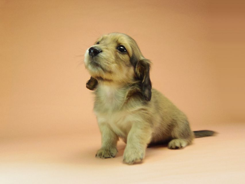 ダックスフンド カニンヘン グリム & オスカルの赤ちゃん