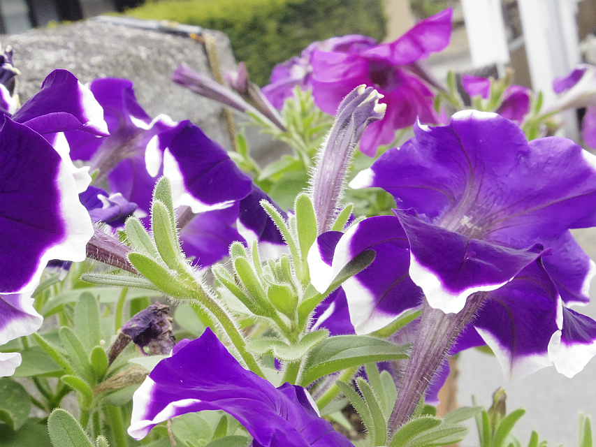 カニンヘン 子犬 シェーデットクリーム男の子 カニンヘン 子犬 シェーデットクリーム男の子