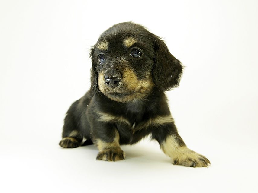 カニンヘン ダックスフンド 子犬 ブラッククリーム 男の子