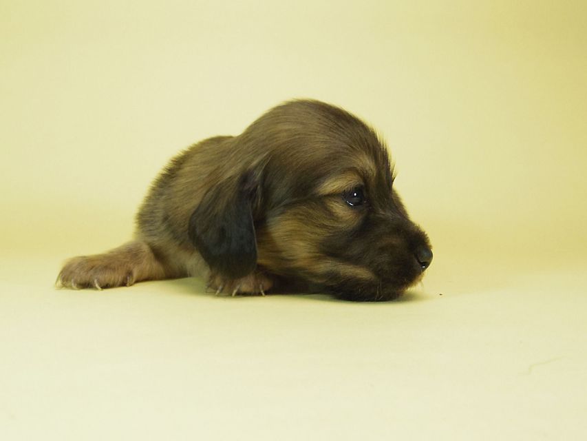 ダックスフンド ソルト & MONKEY D. LUFFYの子犬 シェーデットクリーム 女の子