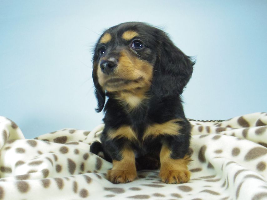 カニンヘン ダックスフンド小夏.ib & ジムダンディの赤ちゃん ブラックタン 男の子103 カニンヘン ダックスフンド小夏.ib & ジムダンディの赤ちゃん ブラックタン 男の子