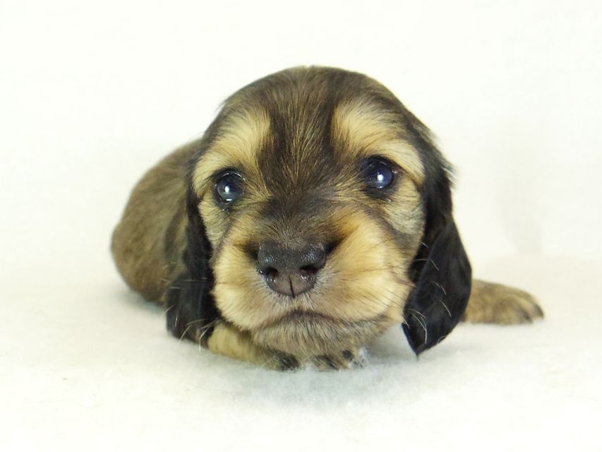 ダックスフンド カニンヘン ティアラ & オスカルの子犬 シェーデットクリーム 女の子