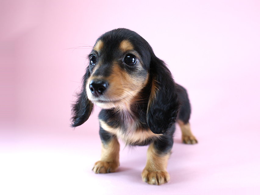 カニヘン 子犬 ブラタン女の子 カニヘン 子犬 ブラタン女の子